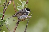 Blackpoll Warbler